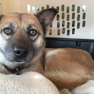 シェパードミックスの　チコちゃん