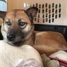 シェパードミックスの　チコちゃん サムネイル2