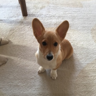 応募者多数の為、一時募集を中断します