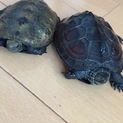 ニホンイシガメ、クサガメさんの里親様大募集！