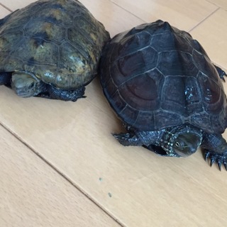 ニホンイシガメ、クサガメさんの里親様大募集！