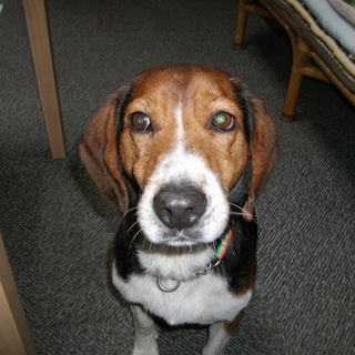 お見合い予定です。大人しいビーグルです。