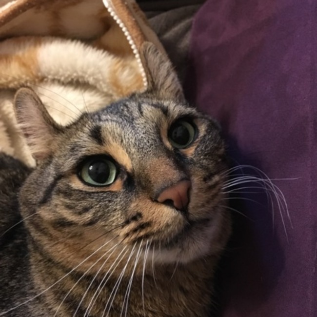 うしうずらうりうるめのカバー写真