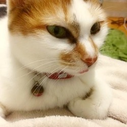 アニマルトレーナーもアドバイス猫の無料相談会