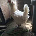 アローカナ、産卵はじめた雌1羽、雄鶏品種不明1羽