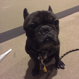 フレンチブルドック