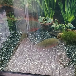 ピラニアナッテリー×３、セルフィンプレコ里親募集