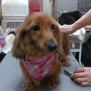 この子の家族を探しています