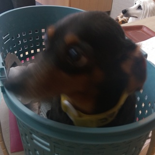 この子の家族を探しています