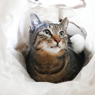 元気なキジトラの男の子　トトロちゃん