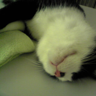 かまってアピール ６:４はちわれアシンメトリー♂