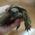 元気なヒガシヘルマンリクガメ♂の里親様募集
