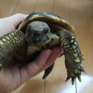 元気なヒガシヘルマンリクガメ♂の里親様募集