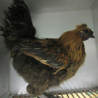 保護ニワトリ里親募集