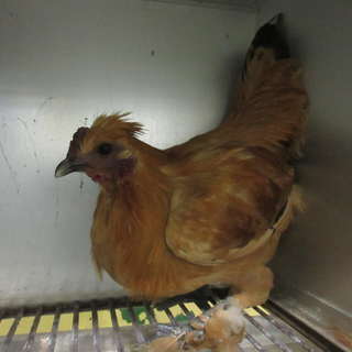 保護ニワトリ里親募集