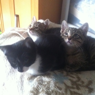 可愛い３匹の兄妹です！