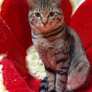 人気のキジ虎猫【虚勢済み】10ヶ月