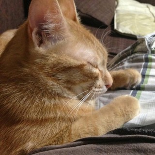 茶トラの女の子♀（太め）