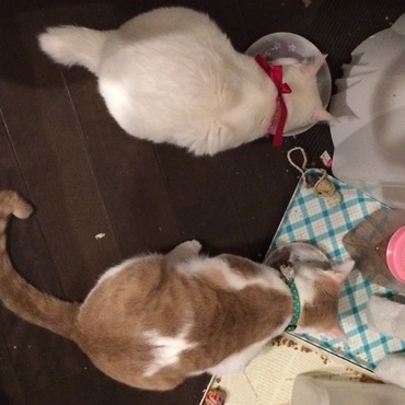 最近仲良し〜♩