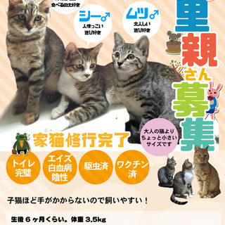 【お見合い可】人懐っこい兄弟猫３匹