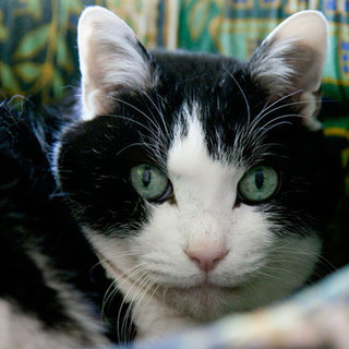 キレイなハチ割れ黒白高齢猫