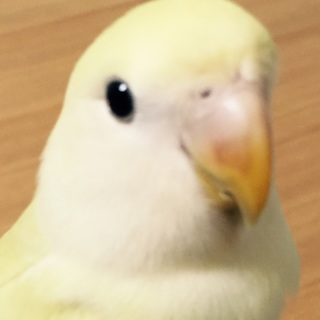 美人ちゃんコザクラインコ