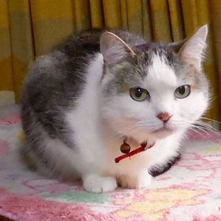 ★飼主入院！２匹が緊急家族募集！！サクラちゃん★