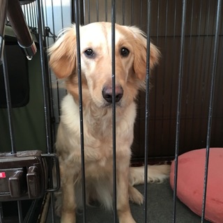 !!!里親募集!!!明るく元気で活発な仔です♪