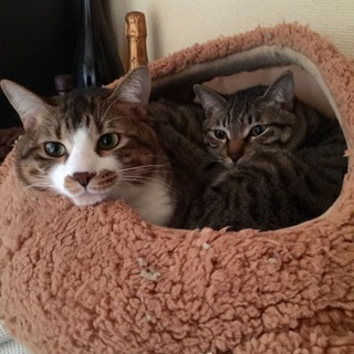 飼いやすい！ 白キジ猫 去勢済