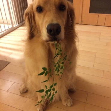 葉っぱ好きー。