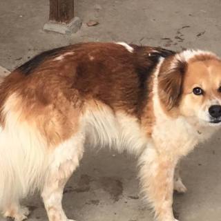 長毛がきれいな　モモちゃん