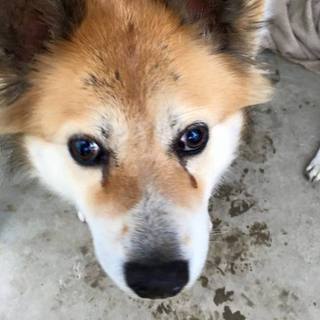 穏やかな女の子　しずかちゃん