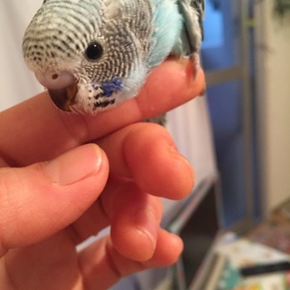 優しい里親様が決まりました