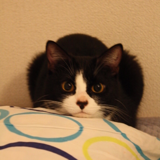 人見知りしない甘えんぼ 白黒はちわれ♂