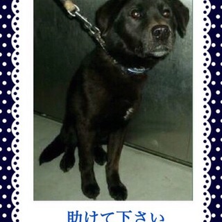 里親様が決まりました　ありがとうございました