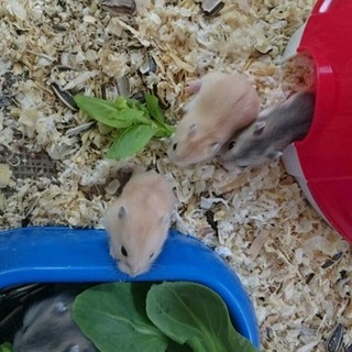 グレー３匹イエロー里親決定グレー２匹里親決定