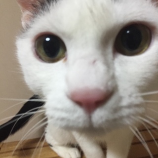 緊急！！どうかお願いします、どなたか里親に！！