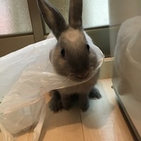 ポコ