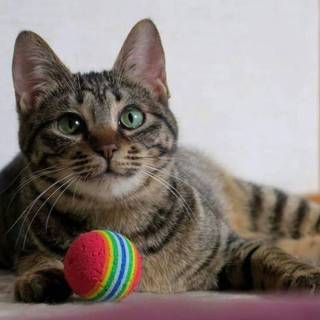 しゃいな猫の家族募集