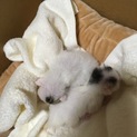 産まれての子猫・里親募集！！