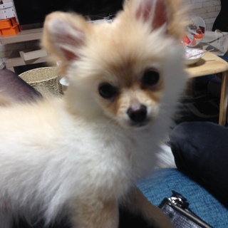 5月ばかり、元気な男の子です。(応募中止)