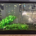 熱帯魚  グッピー 水槽一式