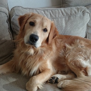 ゴールデンの里親募集