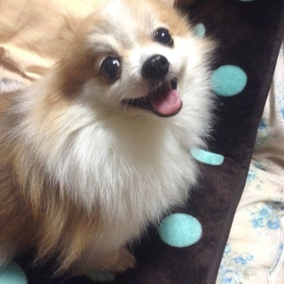 家族ができました。