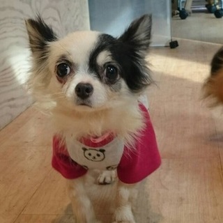チワワのシナモンちゃん