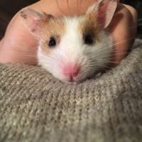 すきち