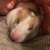 テレビを見ながらナデナデしてたらいつの間にかご就寝(*^^*)くーー！可愛すぎる！