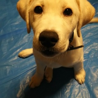 ラブラドール里親募集