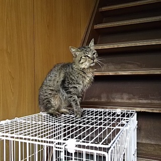 新しい家族に迎えて下さい。