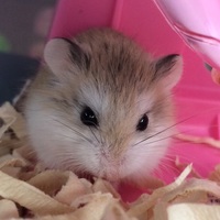 唯莉（ゆいり）}